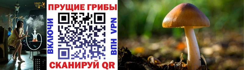 Псилоцибиновые грибы Psilocybe  Болохово 